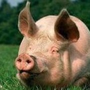 Комбикорм для свиней СПК-8 (40кг) фото