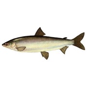 Северная Рыбка Сырок(Сиг) Рыба сушено-вяленая
