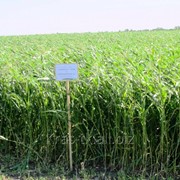 Семена суданской травы Камышинская 51 РС-1 фотография