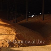 Зерно (пшеница) оптом фотография