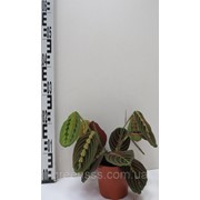 Маранта фото