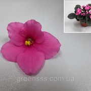 Сенполия (фиалка африканская) Inova Spectra Amy -- Saintpaulia Inova Spectra Amy фото