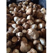 Porcini mushrooms фото