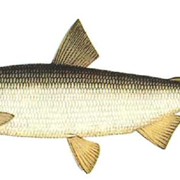 Северная рыба Сиг с/м (0,7-1,5кг.) фото