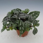 Пилея Кадье -- Pilea cadierei фото