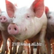 Черева (оболочки) свиные категории А и категории В, по самым низким ценам! фото