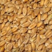 Семена озимой пшеницы , Украина