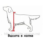 Пошив одежды для собак Киев