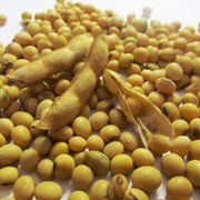Семена Сои Аполло устойчивой к Раундап (Глифосата фотография