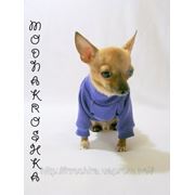 Интернет магазин одежда для собак фото