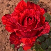 Саженцы роз Ред Интуишн