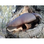 Посевной материал (мицелий) грибов, готовые грибные блоки фото