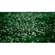 Семена клевер ползучий Ривендел белый (микроклевер) производитель: DLF Trifolium» (Дания)