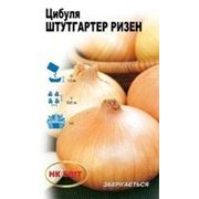 Лук Штуттгартер Ризен 1г фото