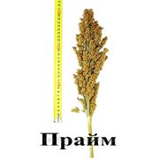 Прайм® (F1) — гібрид зернового сорго