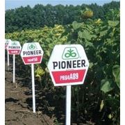 Семена подсолнечника Пионер ПР64А89 (Pioneer PR64A89) фото