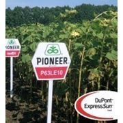 Семена подсолнечника Пионер П63ЛЕ10 (EXPRESS) (Pioneer P63LE10 (новый) RM 37) фотография