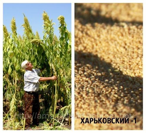 Амарант Гигант Семена Купить