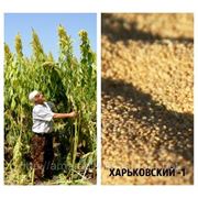 Семена амаранта “Харьковский-1“ фото
