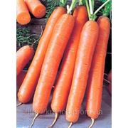 Морква Лєнка кг. середньопізня
