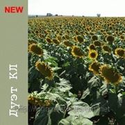 Семена подсолнечника Дуэт КЛ (91-94 дней) NEW! гибрид устойчивый к гербициду Евро-Лайтнинг фото