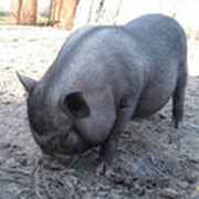 Вислобрюхие вьетнамские свиньи фото