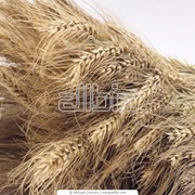Зерно, пшеница, ячмень