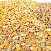 Пшеница, кукуруза, ячмень экспорт FOB фото