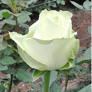 Розы Аваланш
