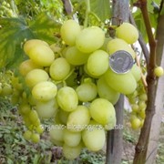 Белый виноград с гармоничным вкусом фото