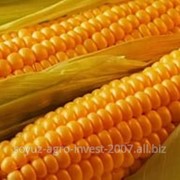 Семена кукурузы нс 300
