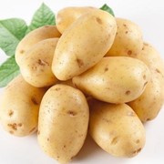 Продажа семенного картофеля Элита и РСТ фото