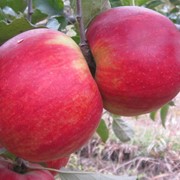 Саджанці яблуні сорту Пінова на підщепі мм106. фото