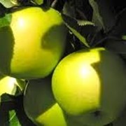 Саженцы яблонь Криспин (Мутцу) фото