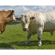 Белково-Витаминно-Минеральные добавки (БВМД) 10% для бычков от 200 до 500 кг. фото
