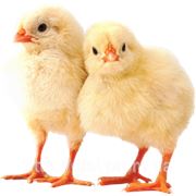 Премикс 2,5% витаминно-минеральный для птицы (перепелов, кур)