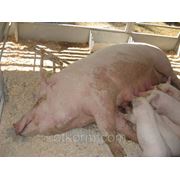 Белково-Витаминно-Минеральные добавки Прегна для супоросных свиноматок фото