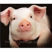 Откорм для свиней ТМ“Feed&Life“ фото