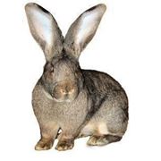 Премиксы для кроликов и нутрий 2,5%, Доставка по Украине, фасовка 25 кг, купить в Черкасс фото
