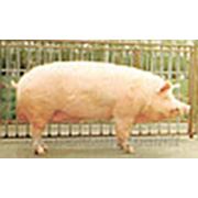 Премикс 2,5% откорм финиш для свиней, Германия фото