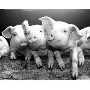 БВМД 55 для откорма свиней от 35 до 65 кг (15%)