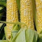 Кукуруза 3,4 кл фото