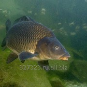 Карп зеркальный, живой. фото