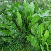 Корневища, ризомы и клубни овощных растений для размножения Суммы, Украина