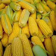 Семена гибридов кукурузы: Краснодарский 425 МВ ФАО-420 фото