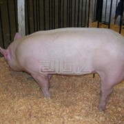 Комбикорм сухой для свиней фотография