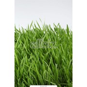 Семена травы газонной фото