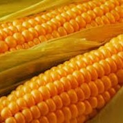 Семена кукурузы Маис ДМК Чері (висококаротиновий) ФАО 300
