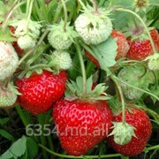 Клубника фото