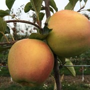 Зимний сорт яблок Голден Рейндерс фото